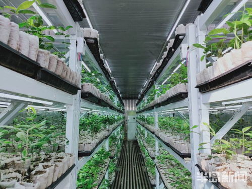 物联网技术助力植树造林，绿色产业迎来科技突围